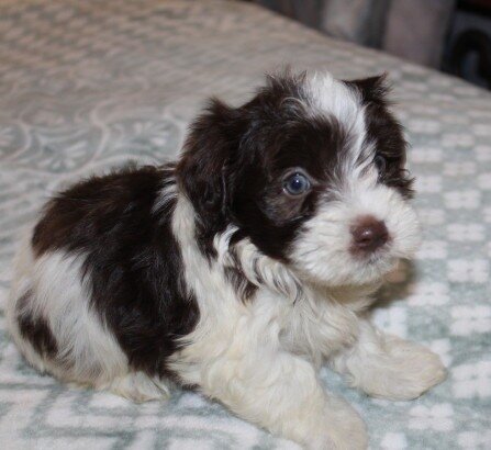 Purebred Havanese M image 6
