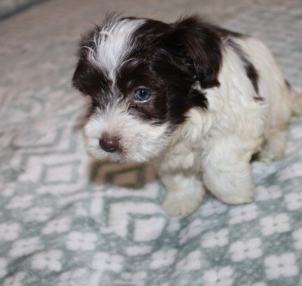 Purebred Havanese M image 5