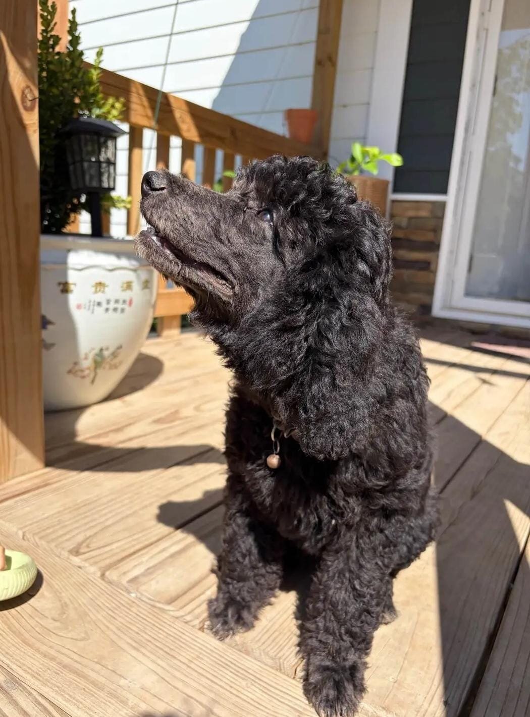 Poodle Puppies image 3