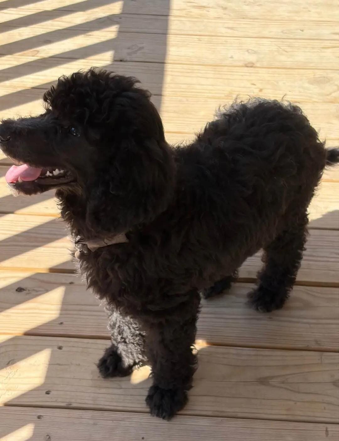 Poodle Puppies image 7