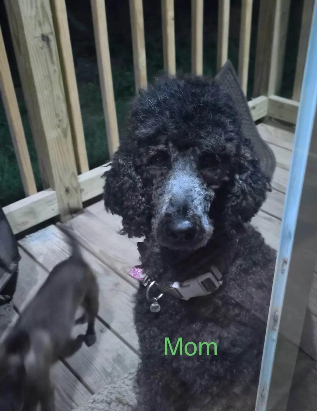 Poodle Puppies image 2