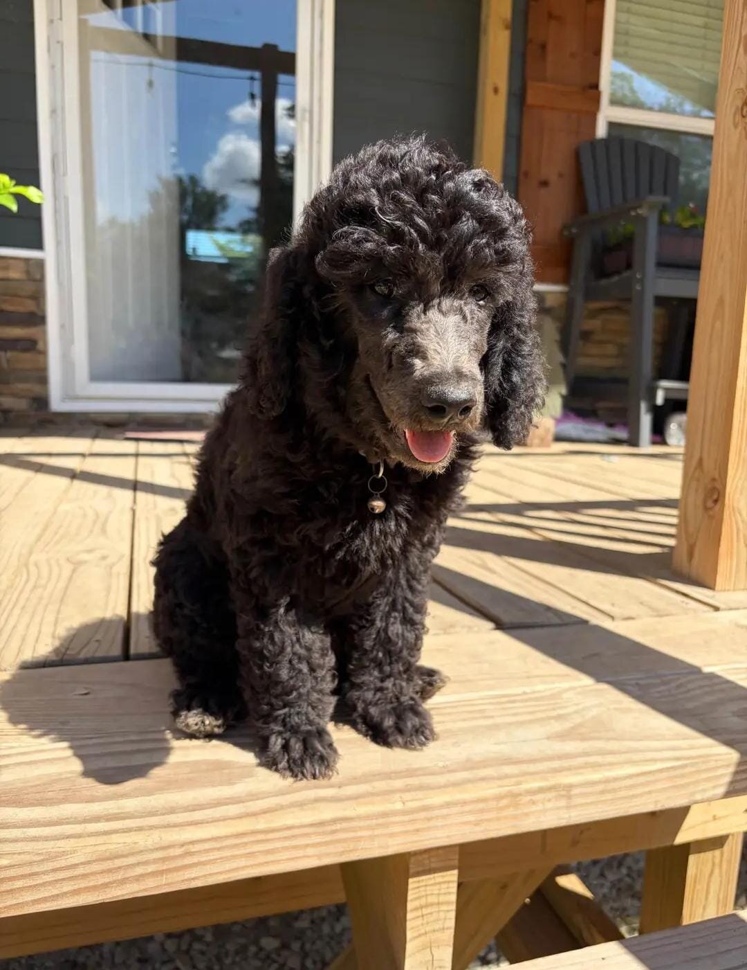 Poodle Puppies image 5