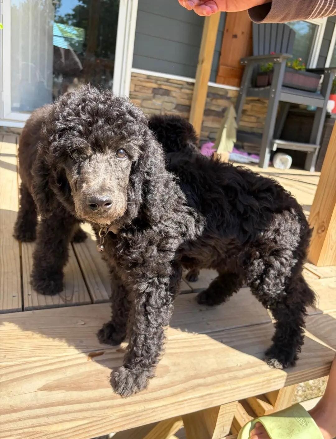 Poodle Puppies image 8