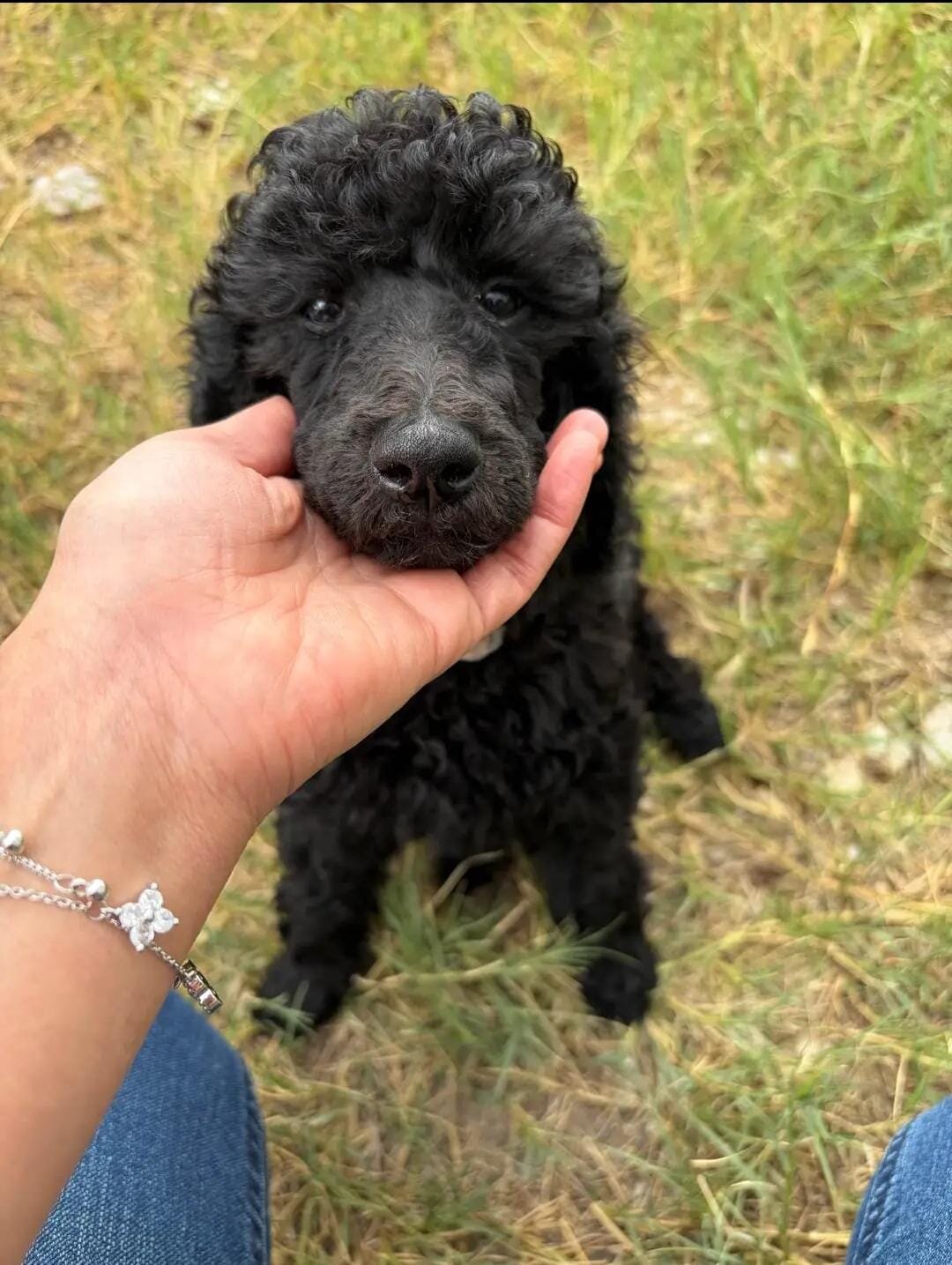 Poodle Puppies image 1