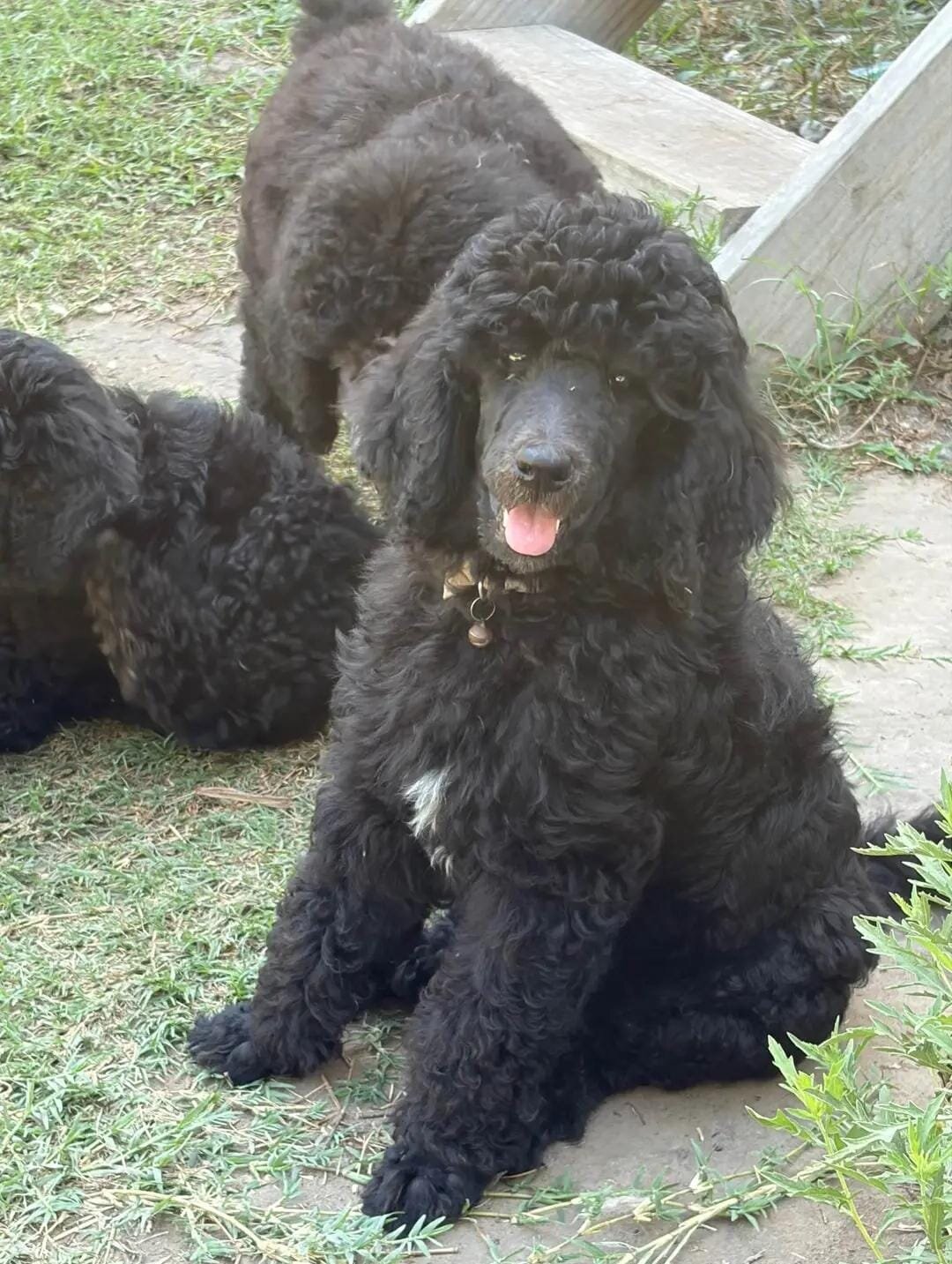 Poodle Puppies image 4