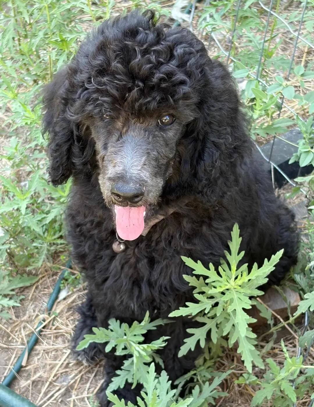 Poodle Puppies image 6