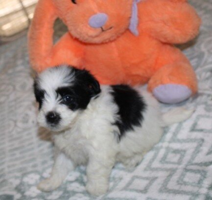 Havanese M puppy purebred - Cider image 4