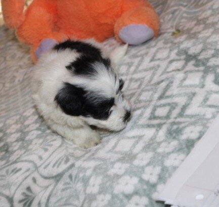 Havanese M puppy purebred - Cider image 3