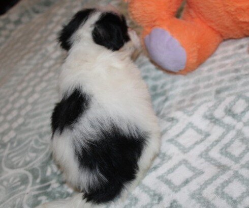 Havanese M puppy purebred - Cider image 2