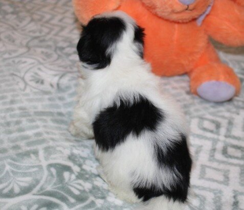 Havanese M puppy purebred - Cider image 1
