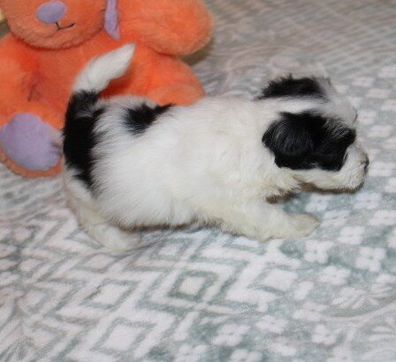Havanese M puppy purebred - Cider image 8
