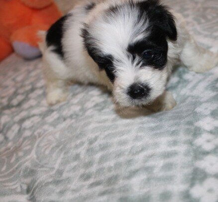 Havanese M puppy purebred - Cider image 7