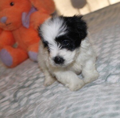 Havanese M puppy purebred - Cider image 6