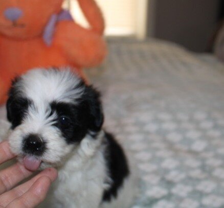Havanese M puppy purebred - Cider image 5