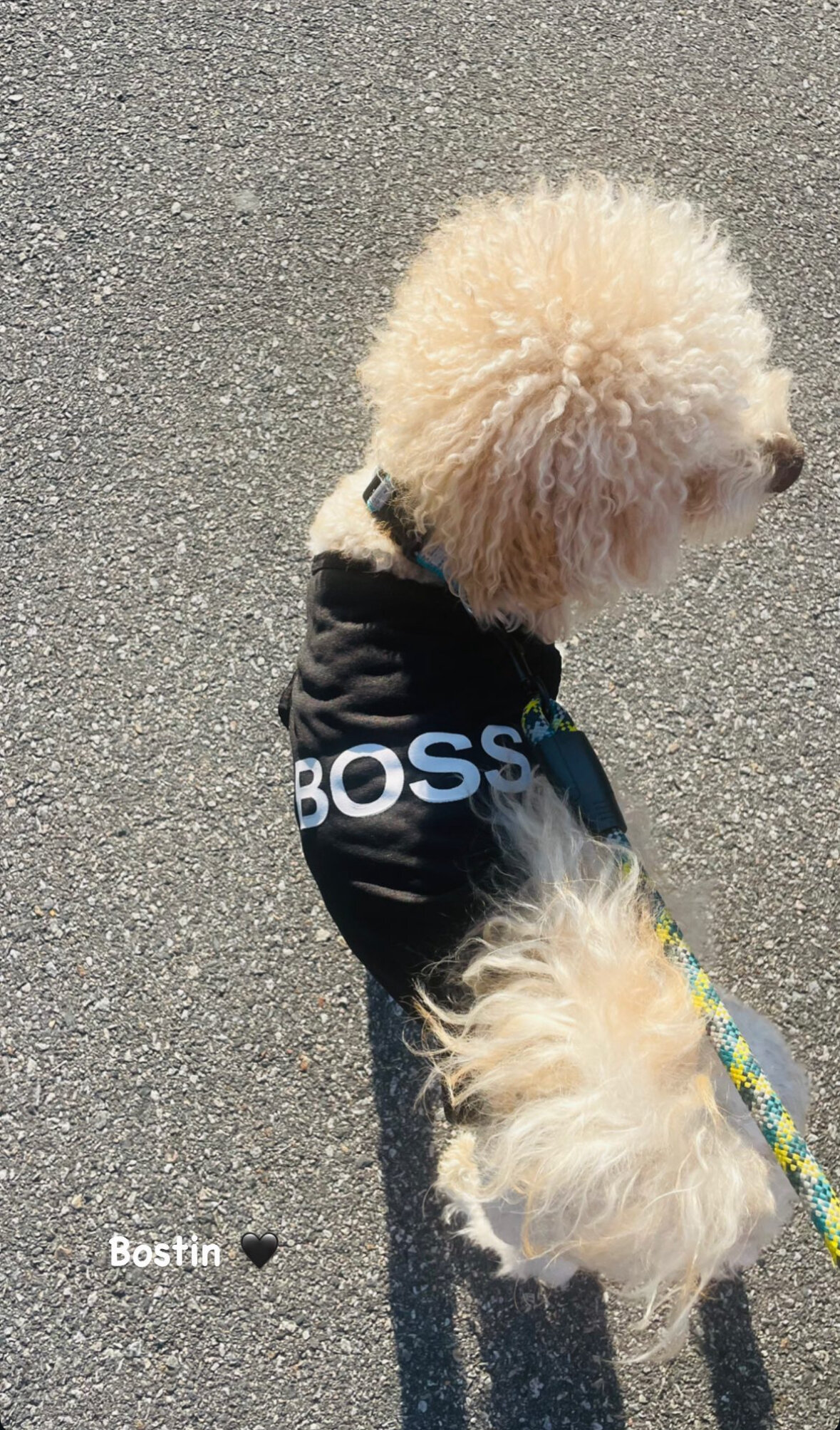 Mini poodle image 9