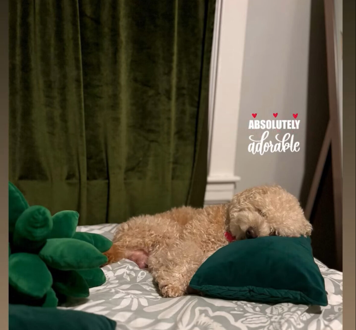 Mini poodle image 1