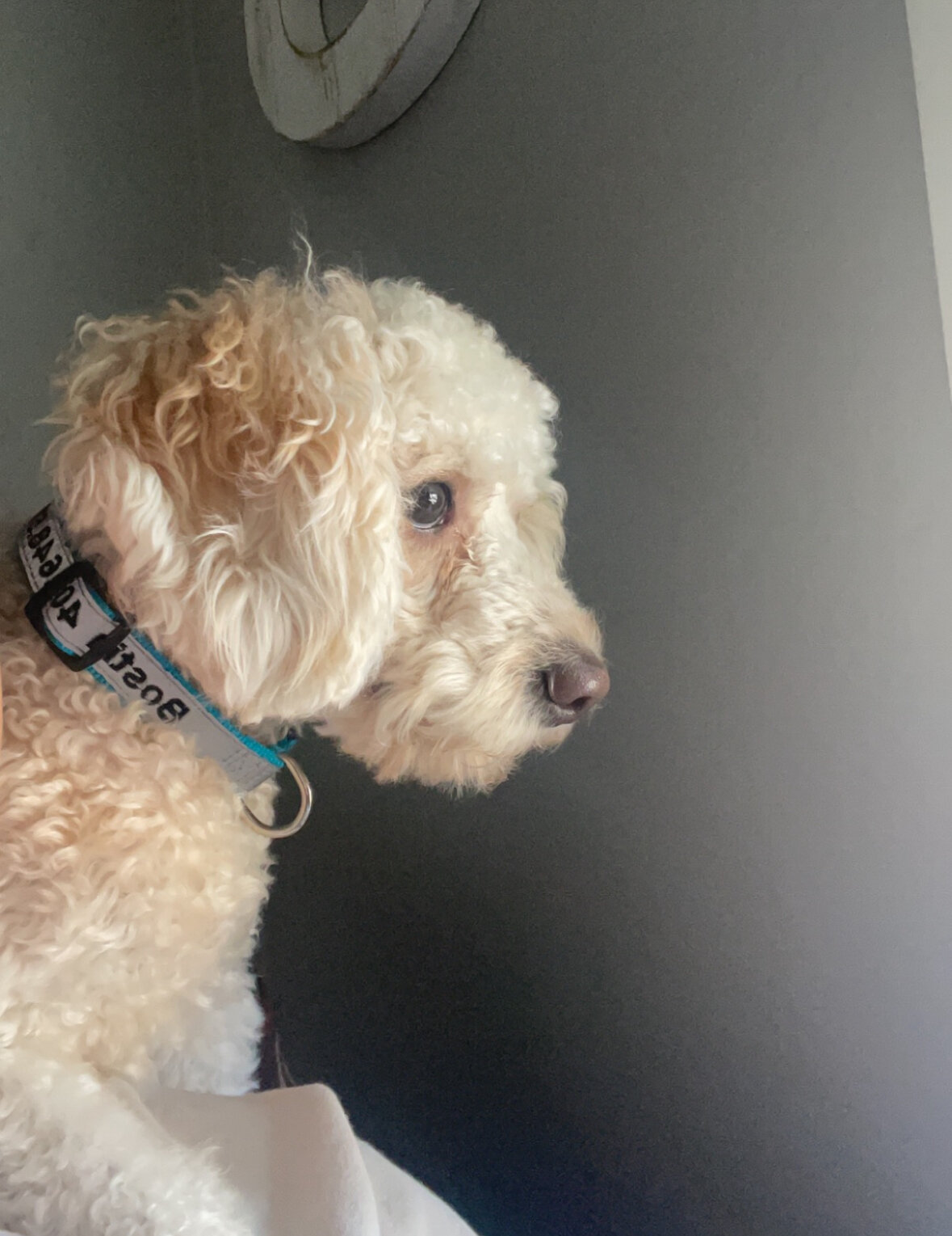 Mini poodle image 2