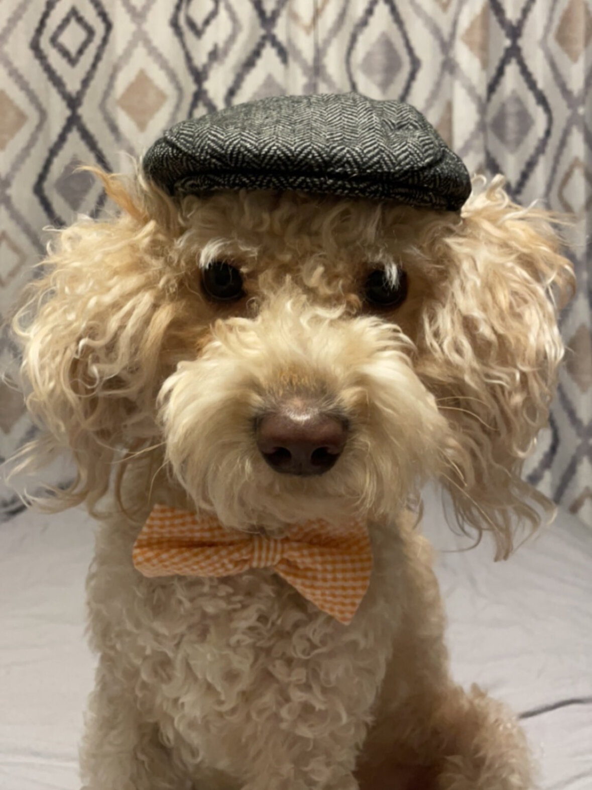 Mini poodle image 5