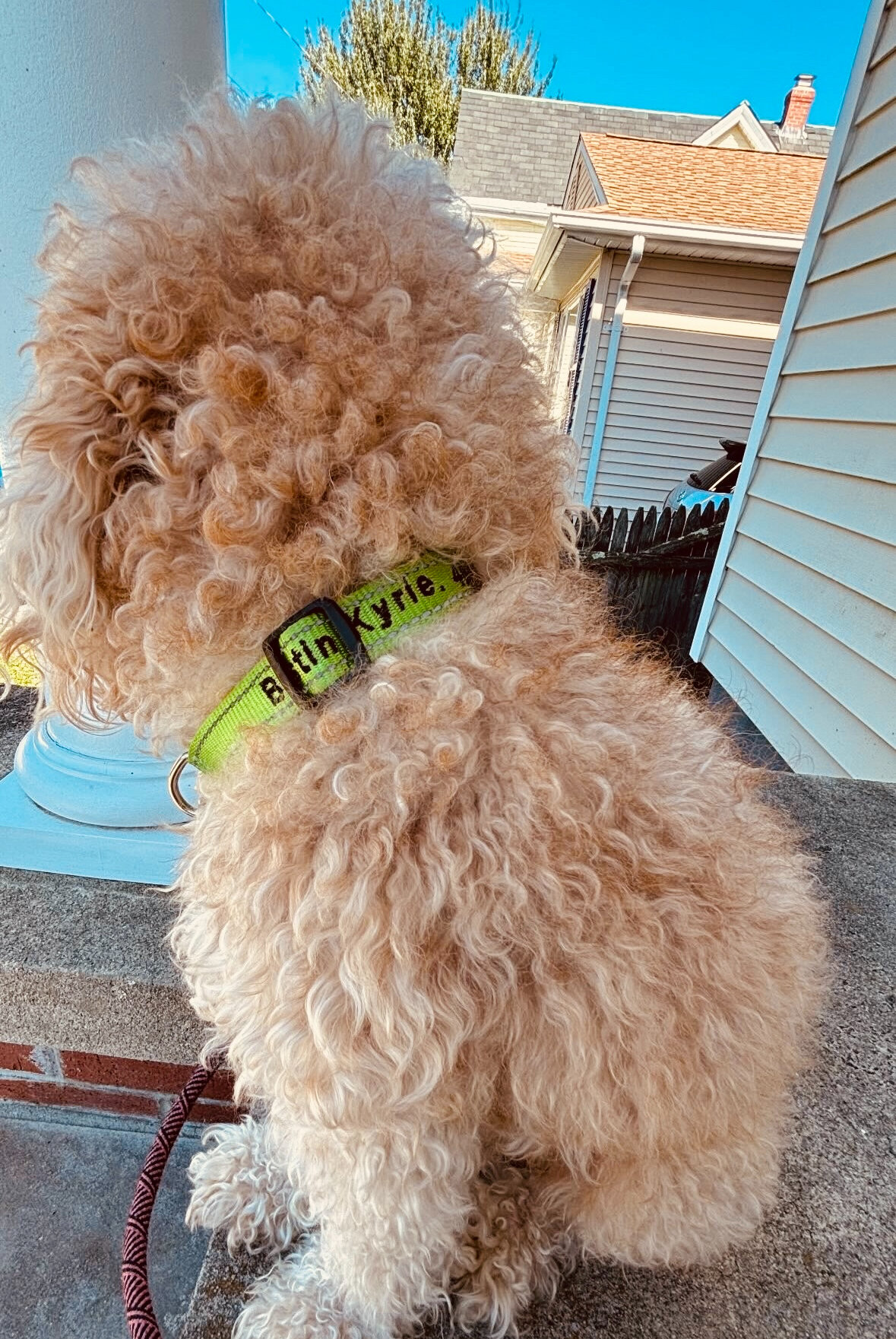 Mini poodle image 4