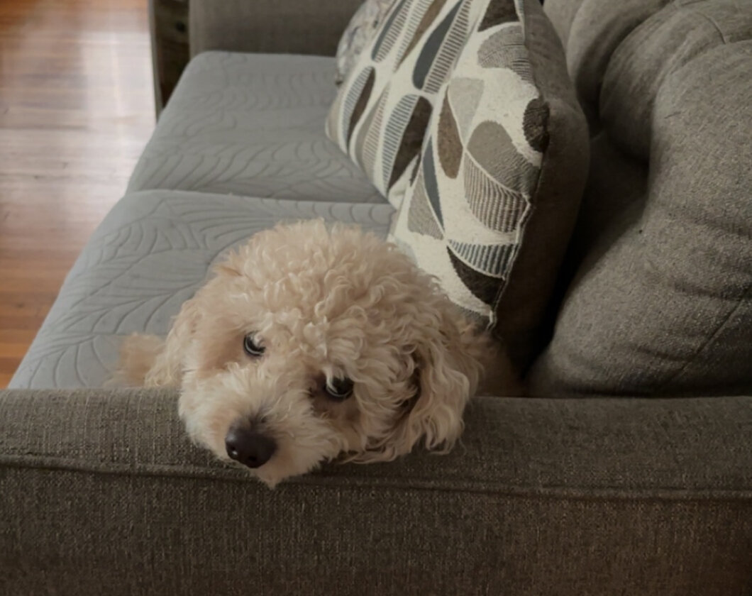 Mini poodle image 8
