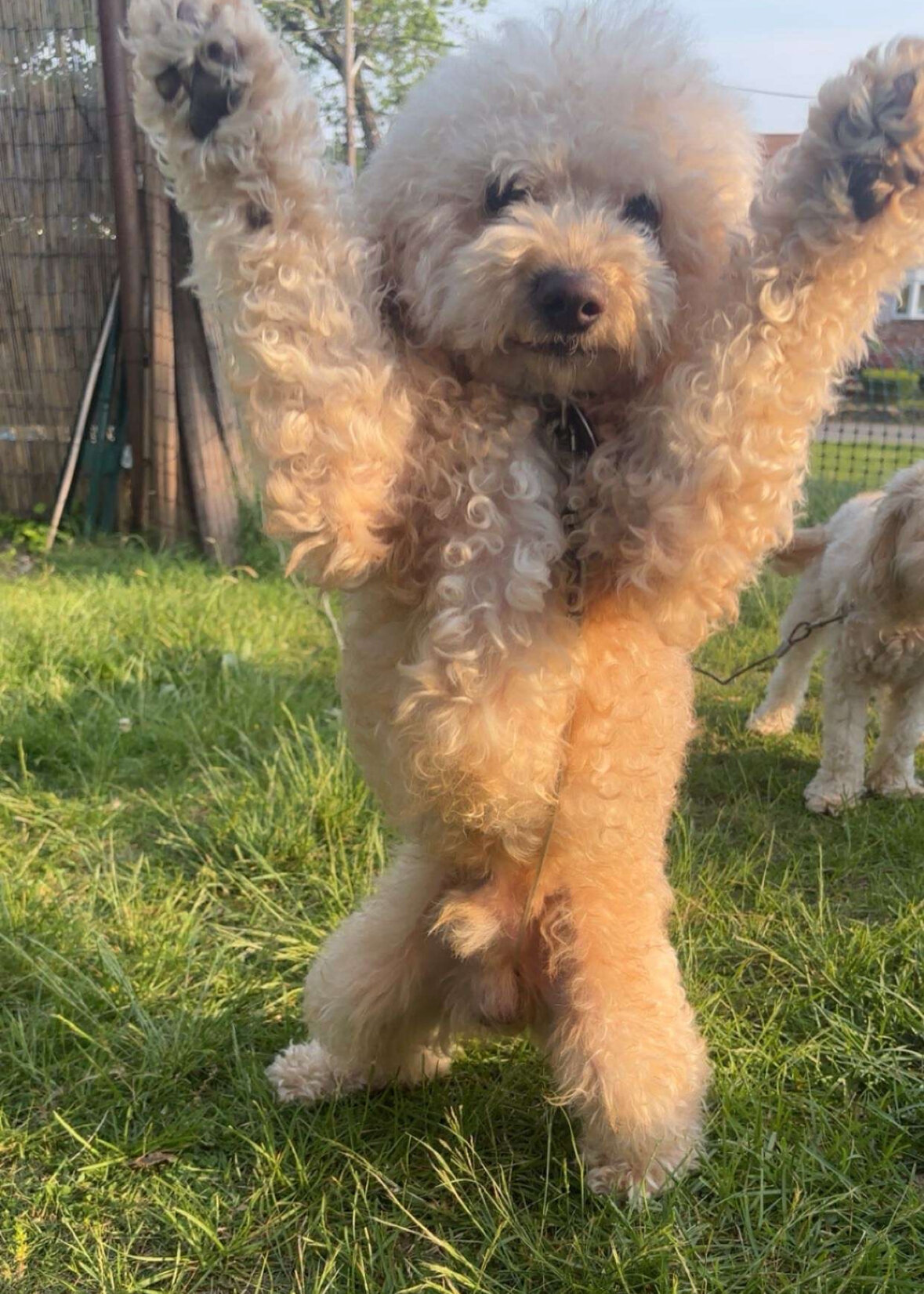 Mini poodle image 6