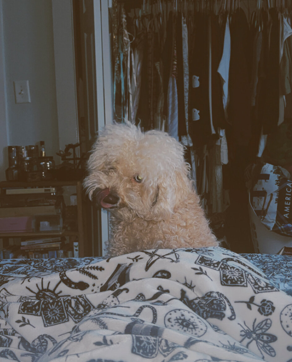 Mini poodle image 3