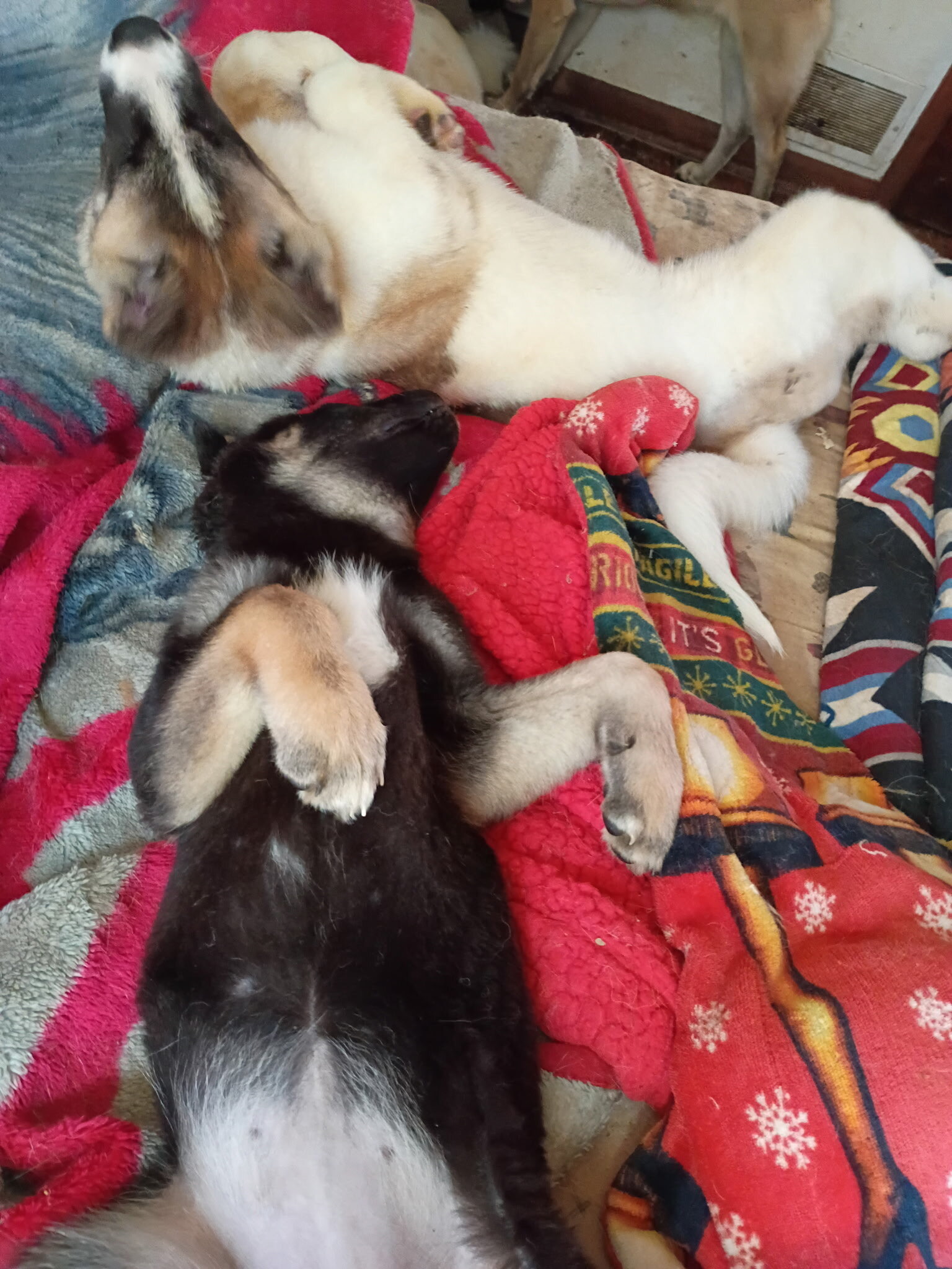 American Akita Puppies image 1