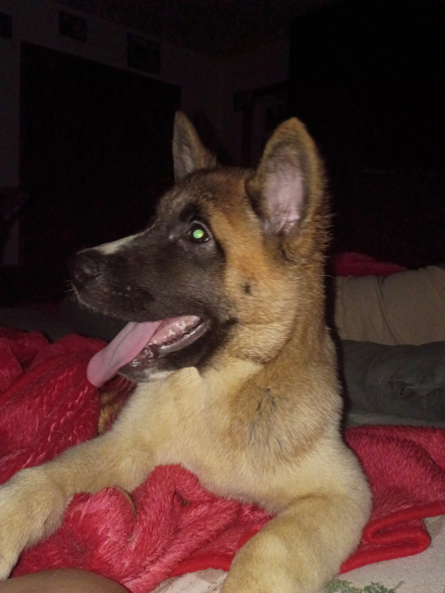 American Akita Puppies image 1