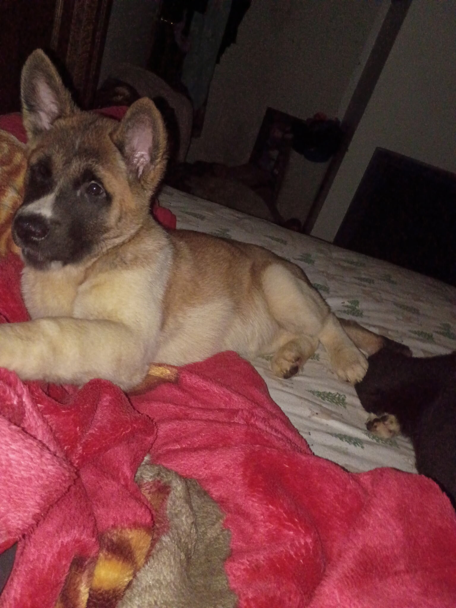 American Akita Puppies image 2