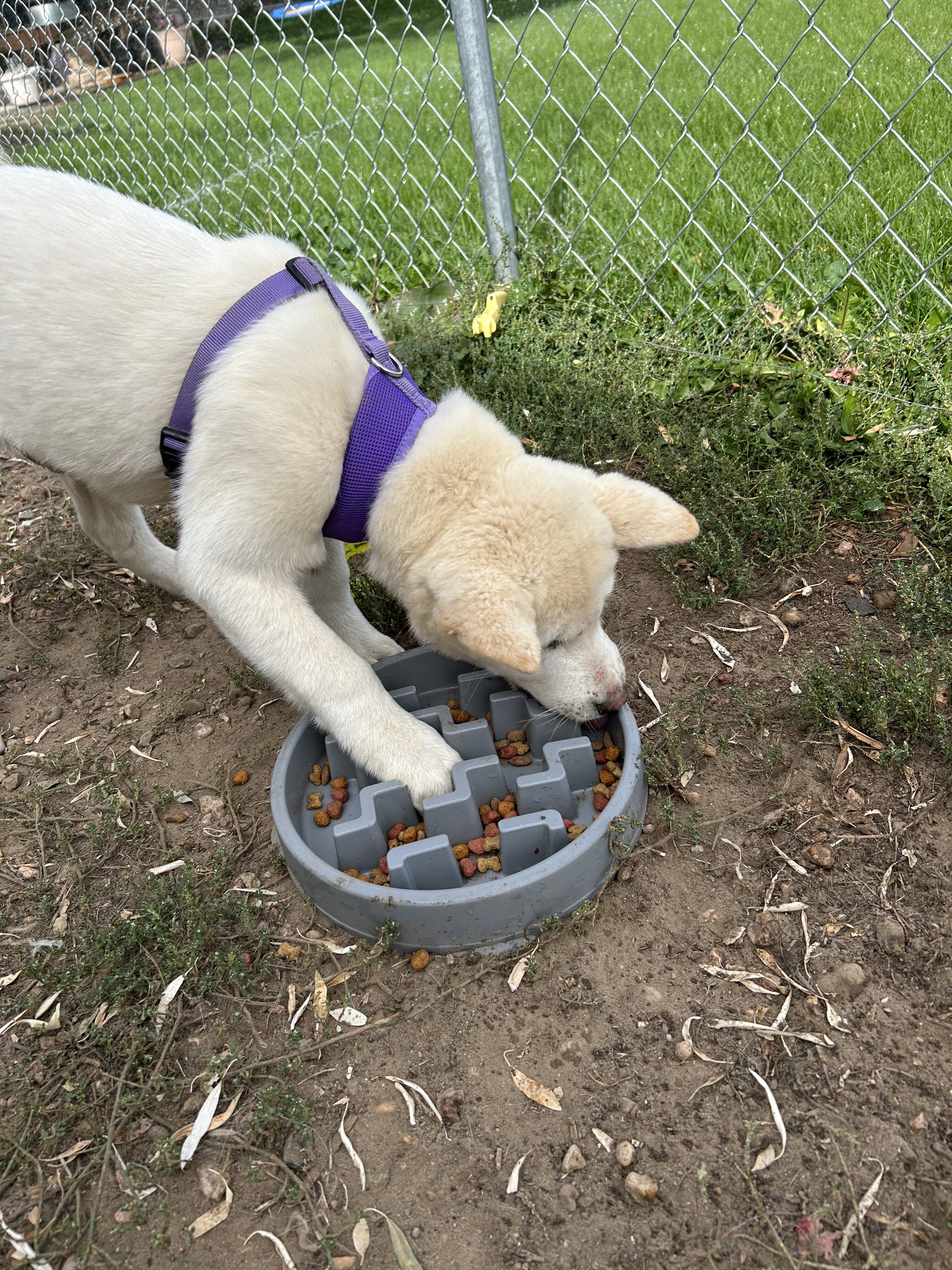 American Akita Puppies image 3