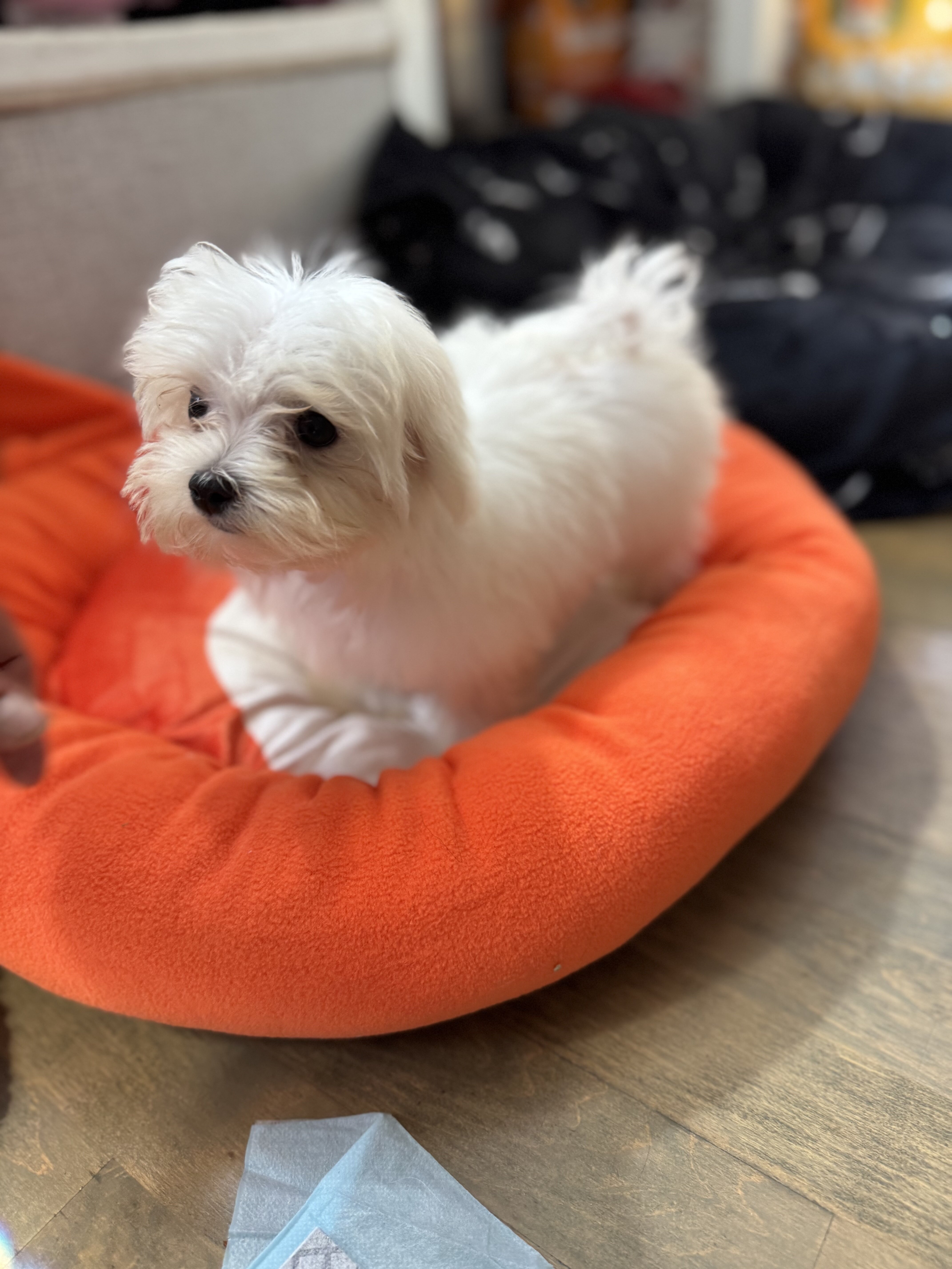 Maltese puppies ready now image 1
