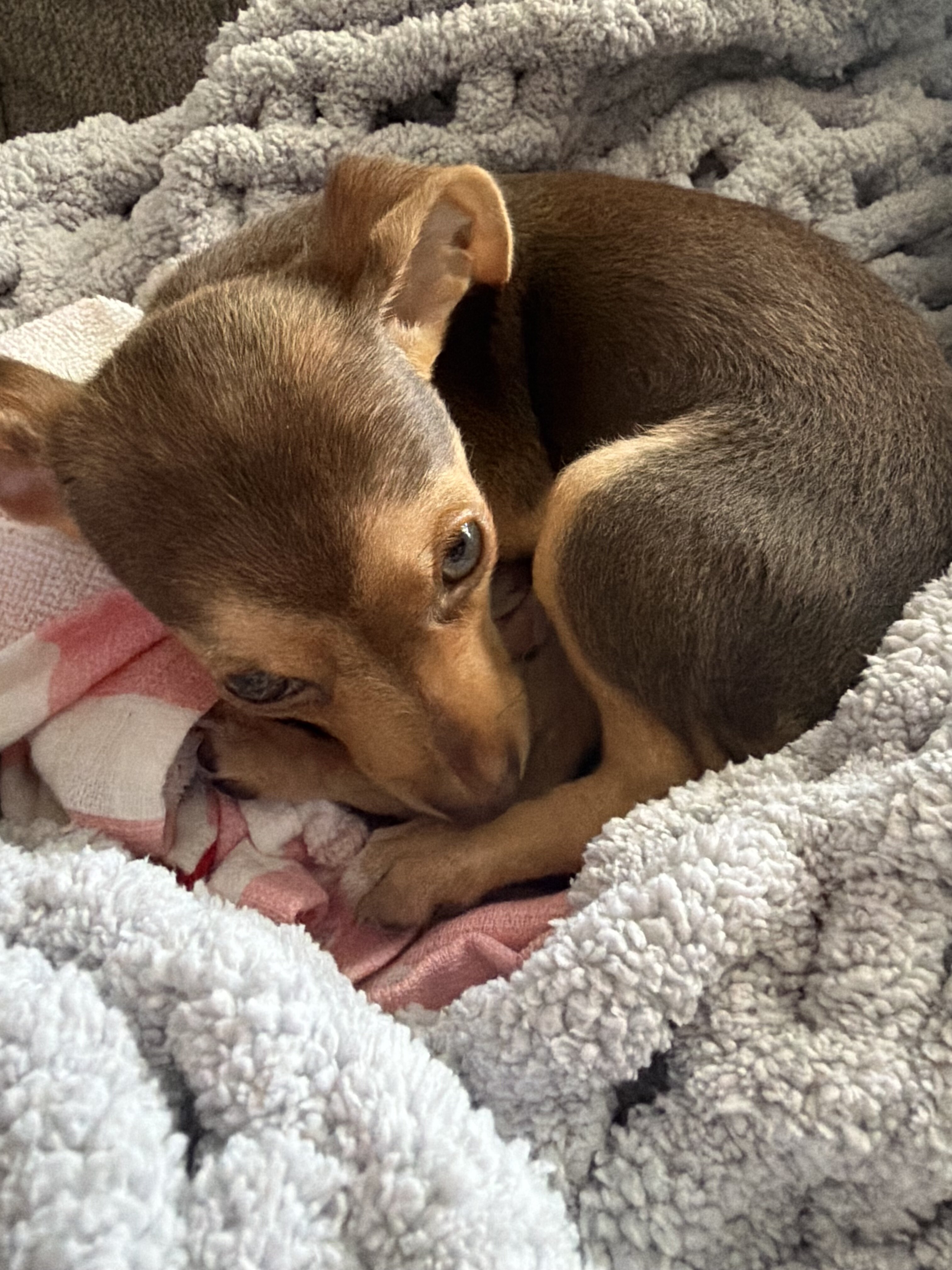 Sophie image 2