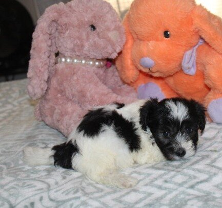 Breezy F Havanese image 3