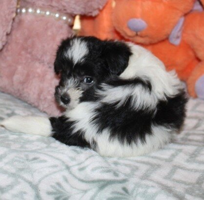 Breezy F Havanese image 4