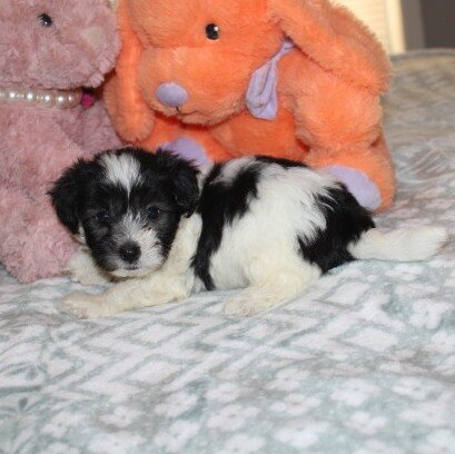 Breezy F Havanese image 2