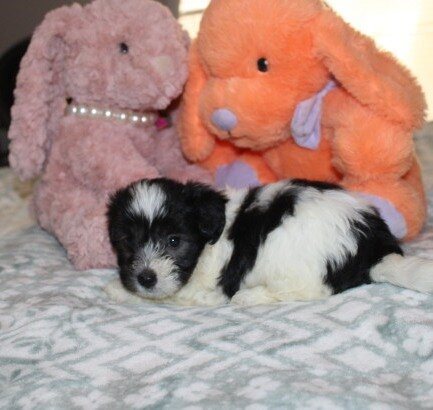 Breezy F Havanese image 1
