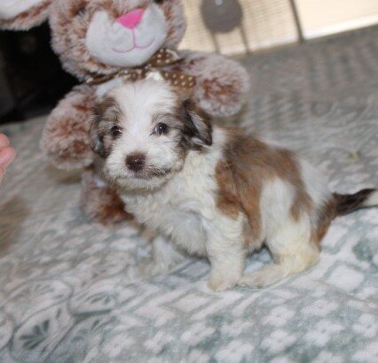 purebred havanese Spicy image 3