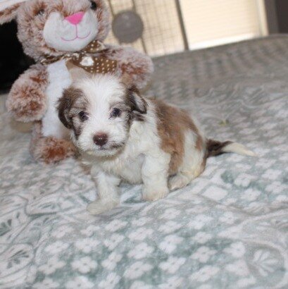 purebred havanese Spicy image 2