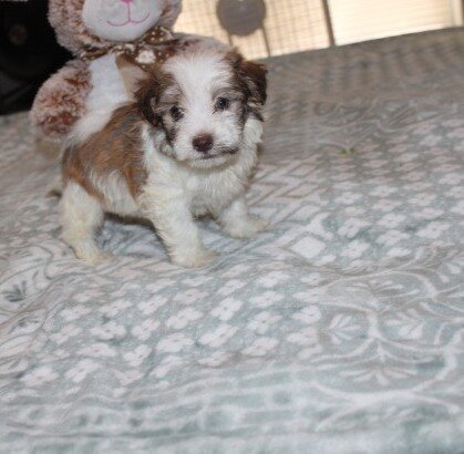 purebred havanese Spicy image 4