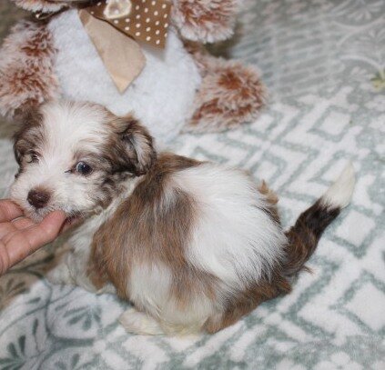 purebred havanese Spicy image 1