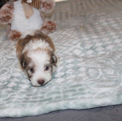 purebred havanese Spicy image 10