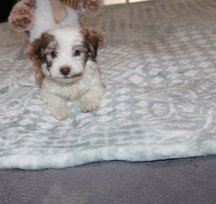 purebred havanese Spicy image 9
