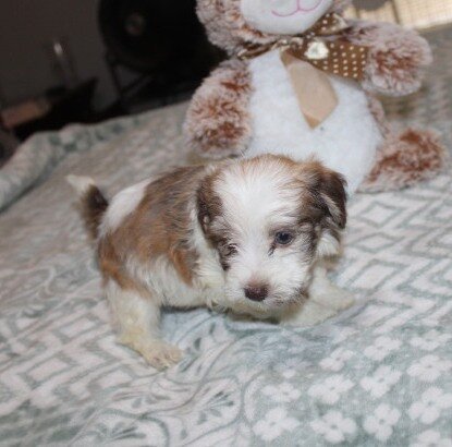 purebred havanese Spicy image 8