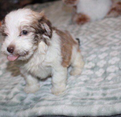 purebred havanese Spicy image 7