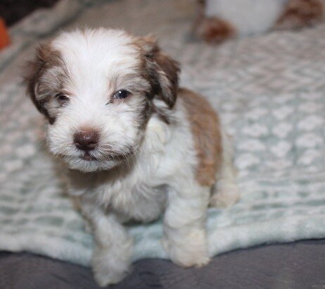 purebred havanese Spicy image 6