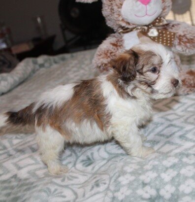 purebred havanese Spicy image 5