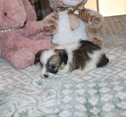Cozy Gorgeous little F havanese image 1