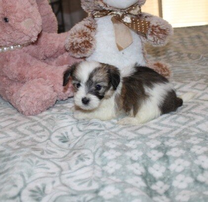 Cozy Gorgeous little F havanese image 2