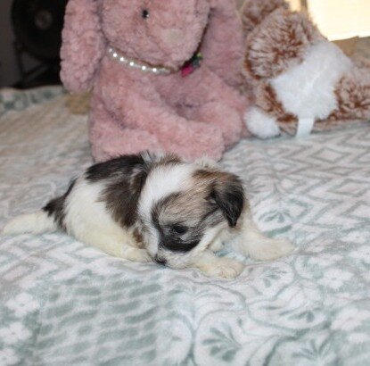 Cozy Gorgeous little F havanese image 5
