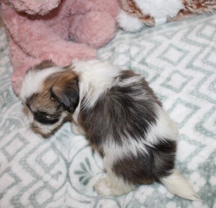 Cozy Gorgeous little F havanese image 6